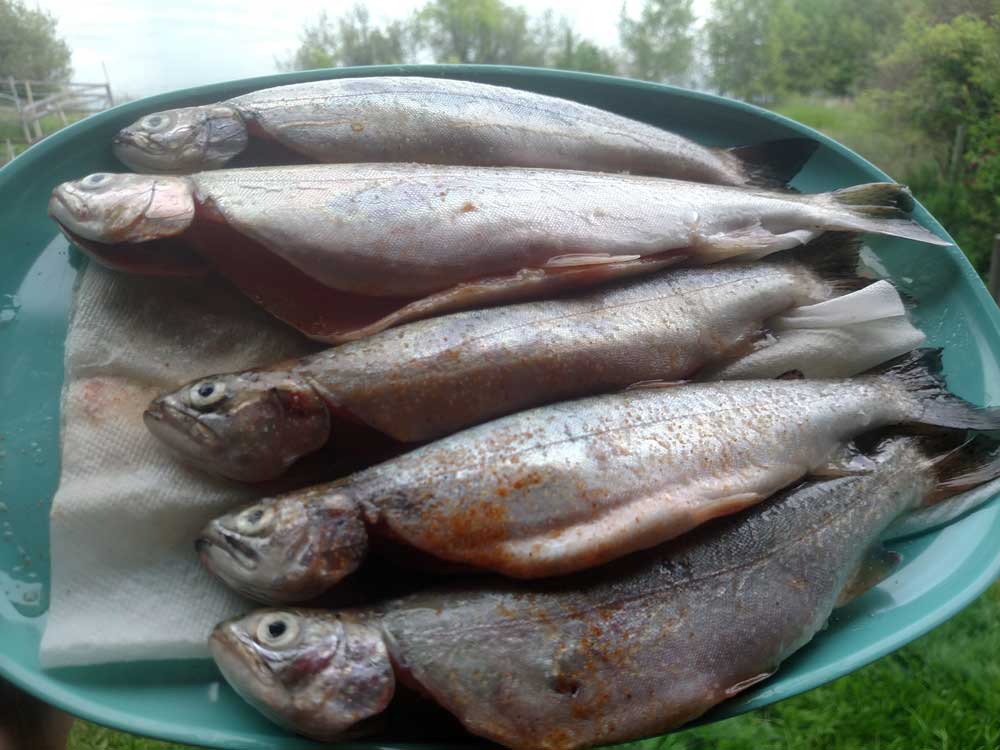 Seasoned fish ready for the grill