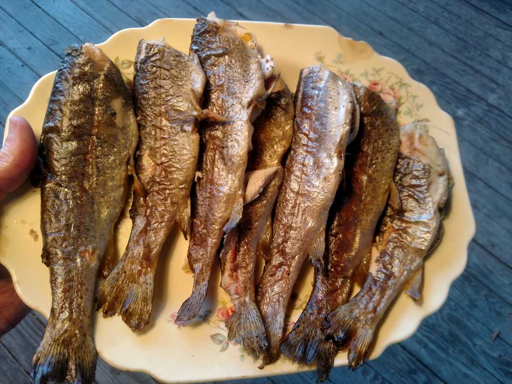 smoked fish on the Kuma Platinum SE